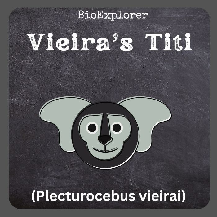 Vieira's Titi
