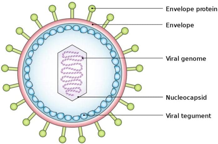 Virus Structure | Forms of Viruses | Virus Structure Types | Virus Life ...