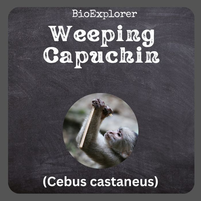 Weeping Capuchin