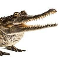 West African Slender-snouted Crocodile
