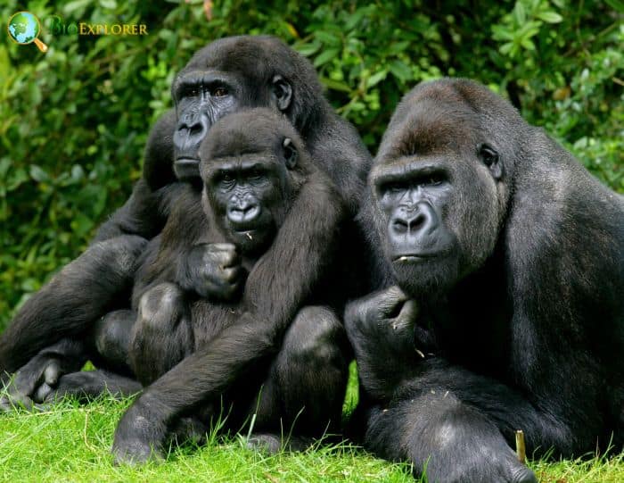 Western Gorilla Family