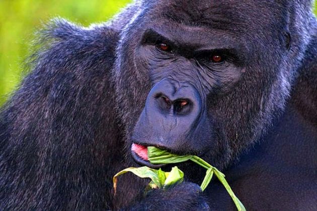 western gorilla diet