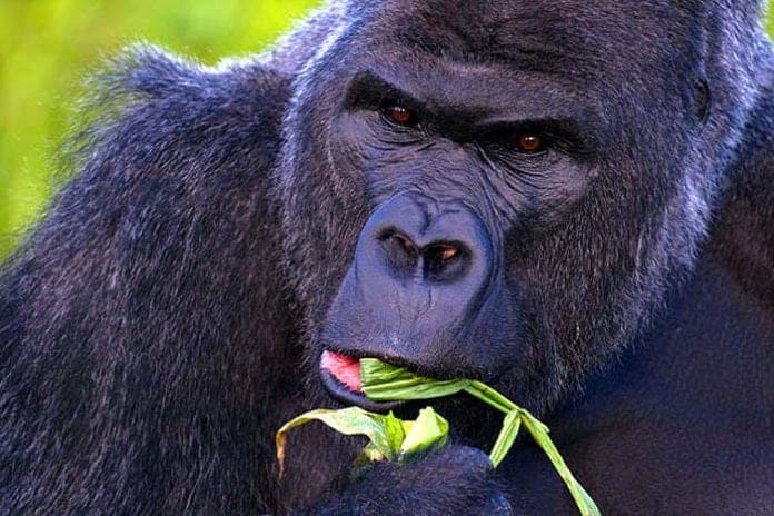 What Do Gorillas Eat Gorilla Food Chain Silverback Gorilla Foods