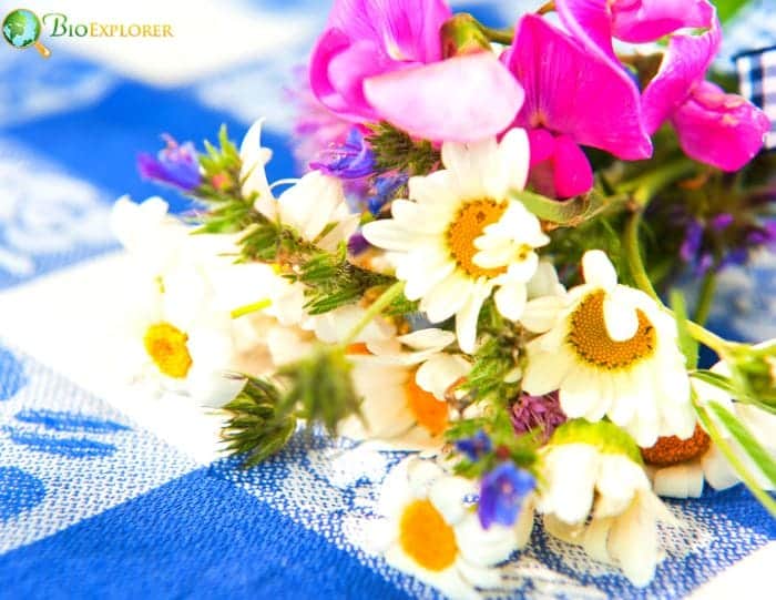 What Daisies and Sweet Peas Say About April Birthdays?