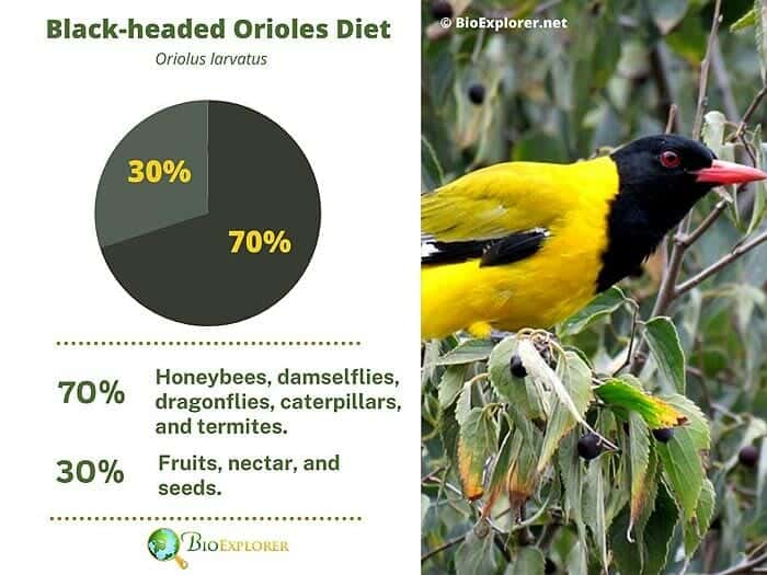 Some orioles are being dyed a brilliant red by the food they eat