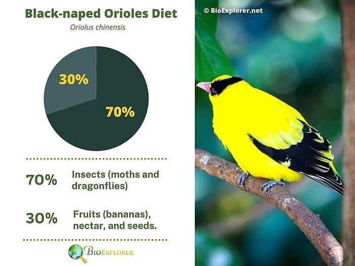 What Do Orioles Eat? | Orioele Diet By Types | What Eats Orioles?