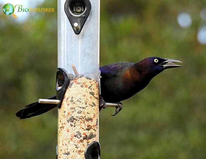 What Do Common Grackles Eat?