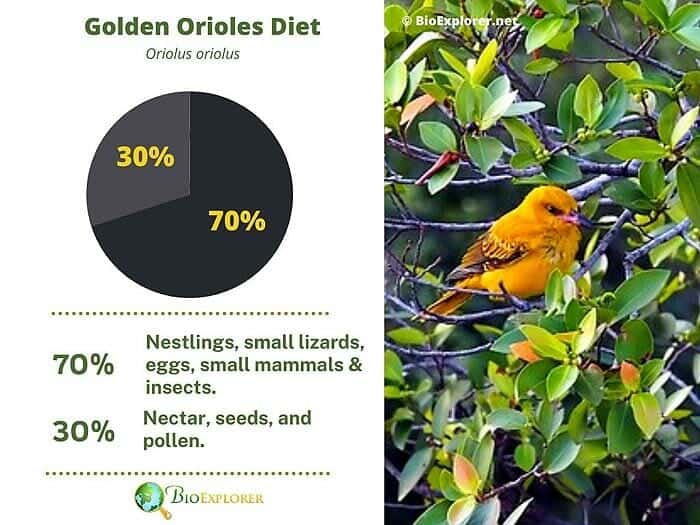 What Do Orioles Eat? | Orioele Diet By Types | What Eats Orioles?