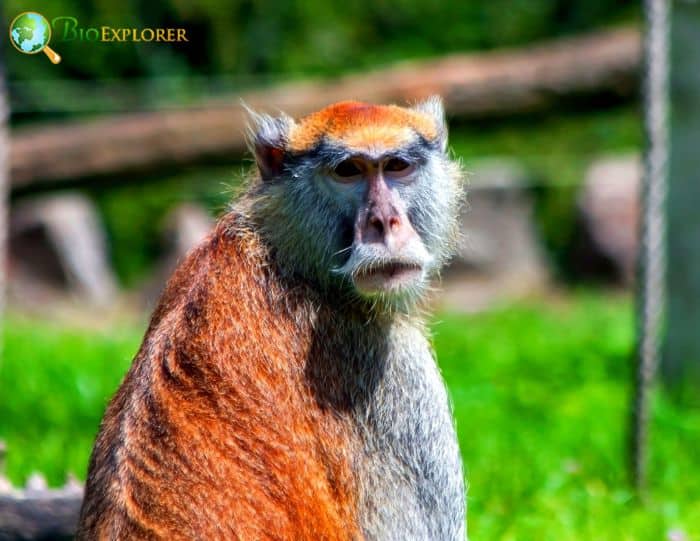 Patas monkey, Endangered Species, African Savannah, Social Groups