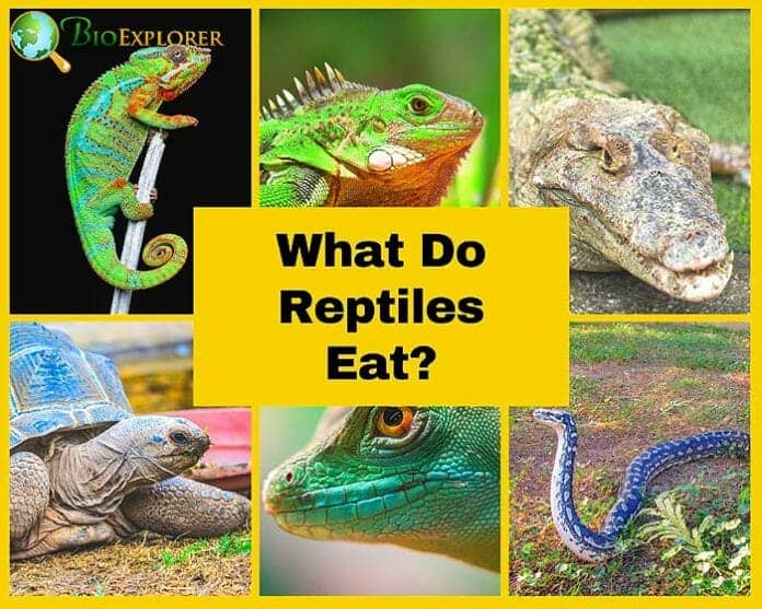 What Do Reptiles Eat? | Reptiles Diet By Species | BioExplorer.net