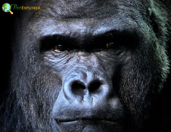 What Do Western Gorillas Eat?
