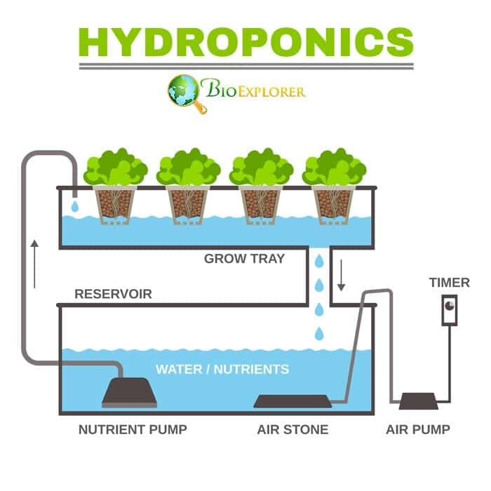 What Vegetables Can Grow In A Hydroponic System?