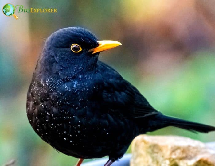 What bird looks like a blackbird?
