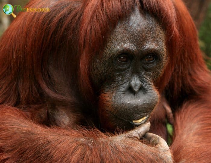 What Do Bornean Orangutans Eat?
