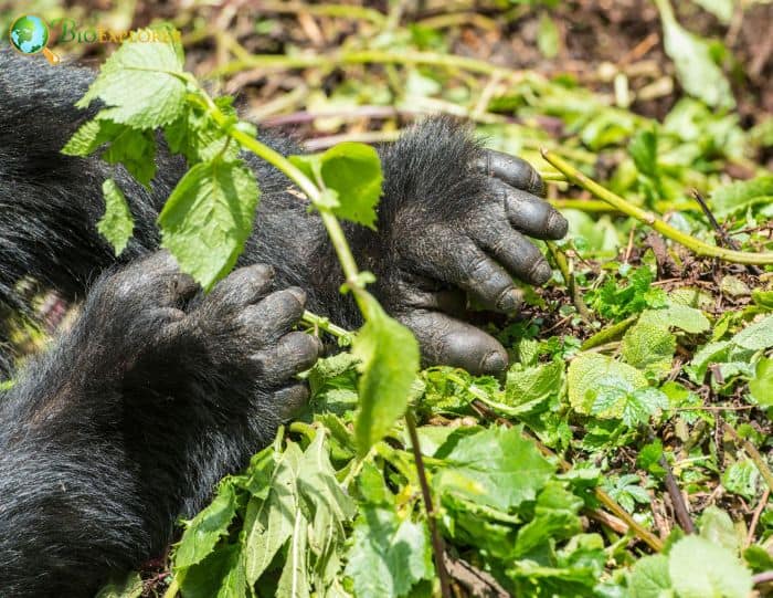 What Do Eastern Gorillas Eat?