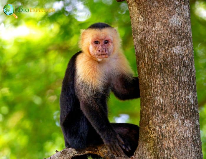 What Do Panamanian White Faced Capuchins Eat?