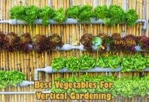 What Vegetables Are Good For Vertical Gardening?