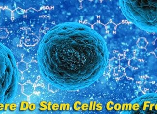 Where do stem cells come from?