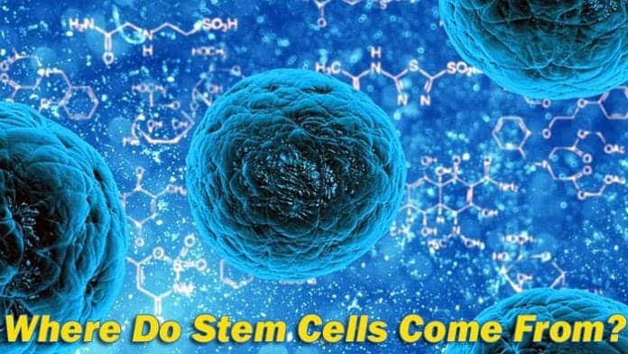 Where do stem cells come from?