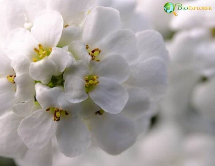 White Candytuft