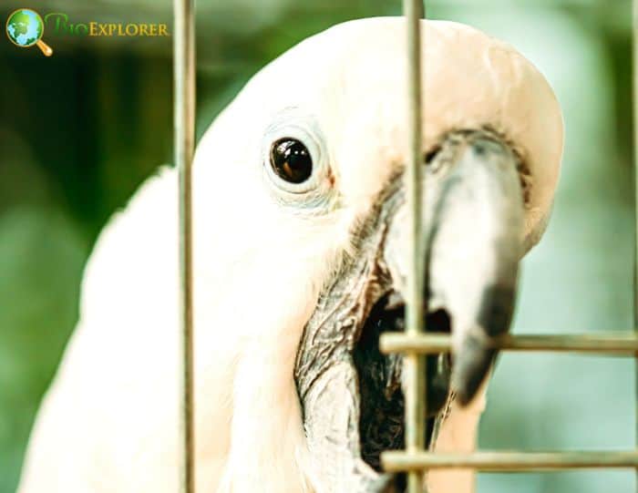 White Cockatoo - Endemic Regions Indonesia and Beyond