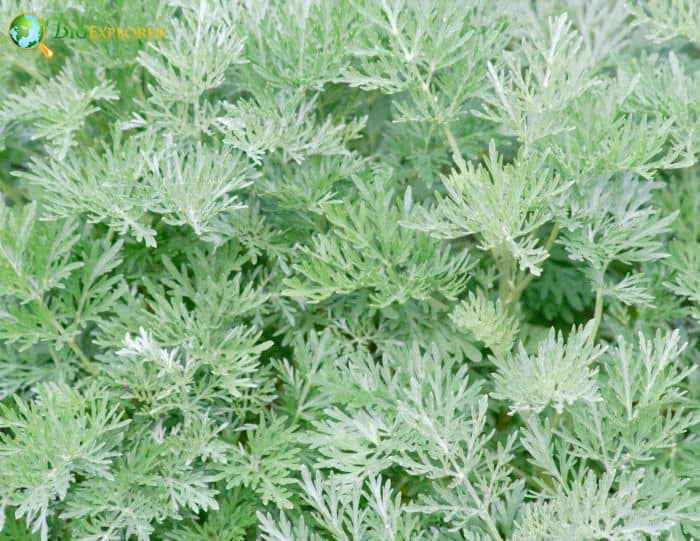 White Wormwood Flower | Artemisia Herba-Alba | Desert Flower | BioExplorer