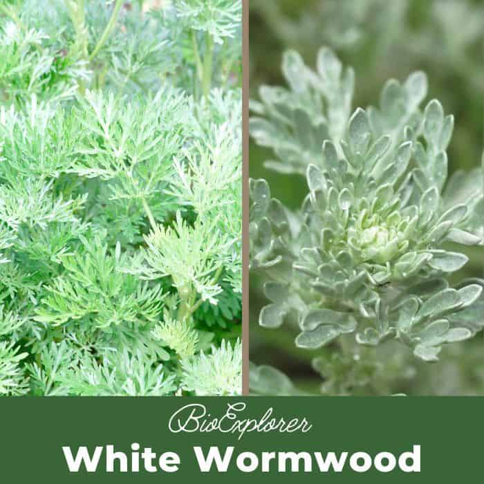 White Wormwood