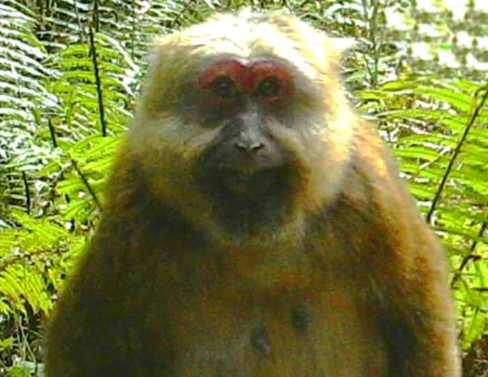 White-Cheeked Macaque