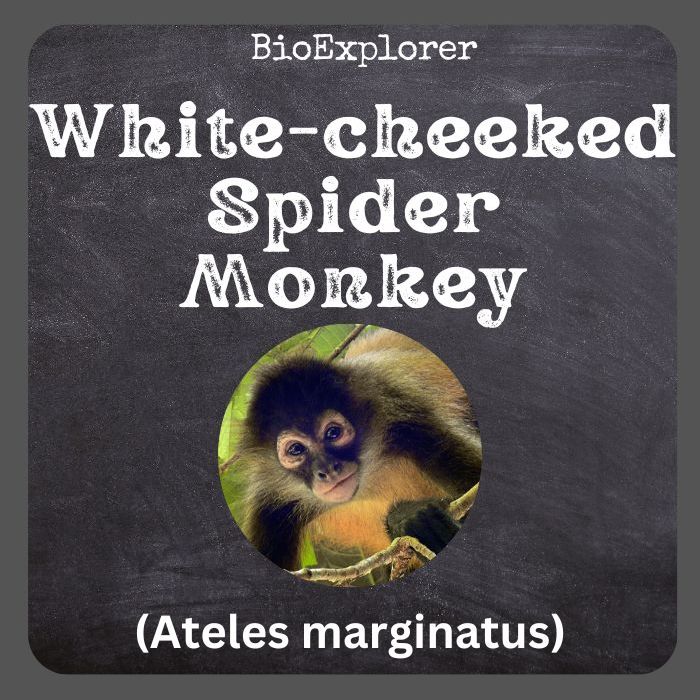 MACACO ARANHA DE TESTA BRANCA (WHITE-CHEEKED SPIDER MONKEY-ING