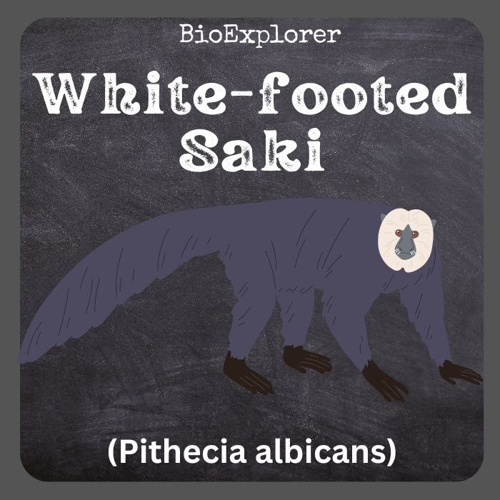 White-footed Saki