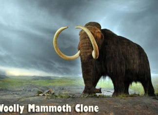 Woolly Mammoth Clone