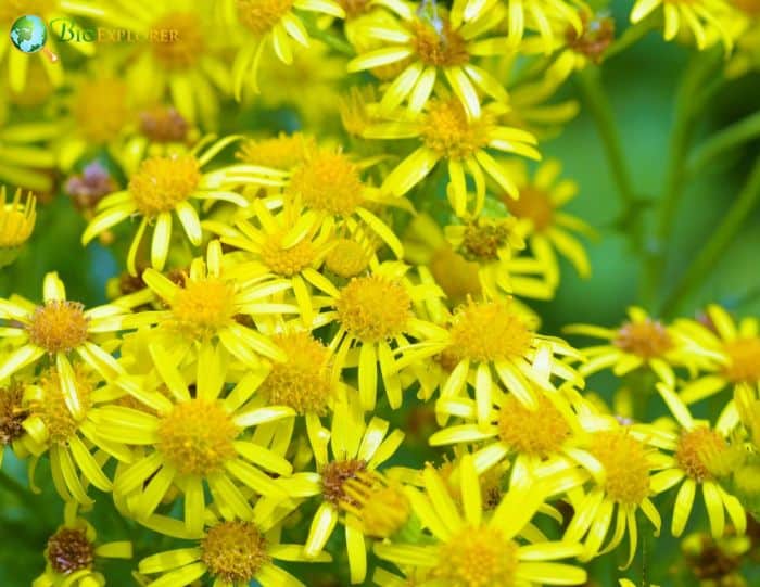 Yellow Senecio Flowers