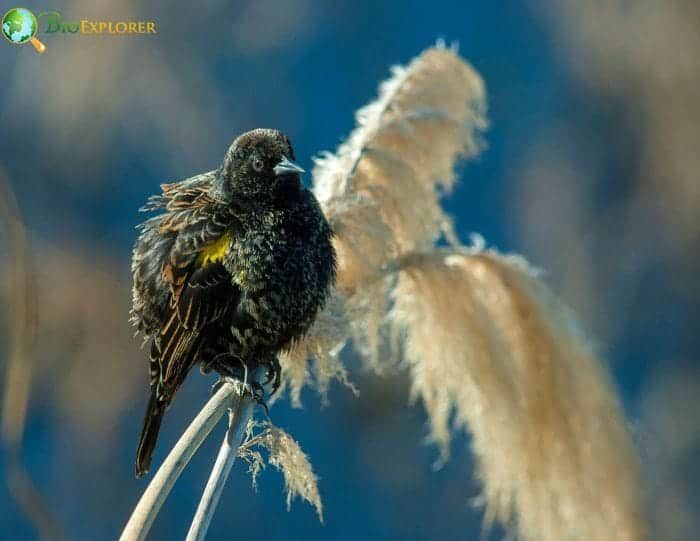Yellow Winged Blackbird Diet and Feeding