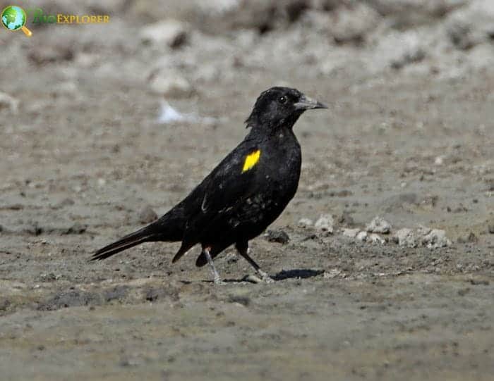Yellow Winged Blackbird Identification and Physical Features