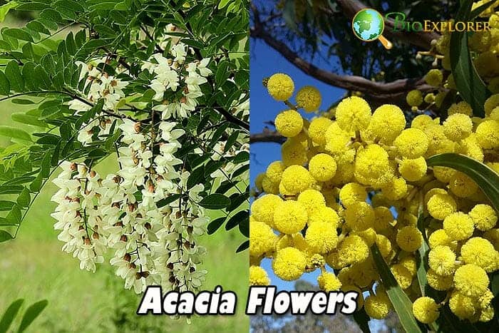 Acacia Flowers