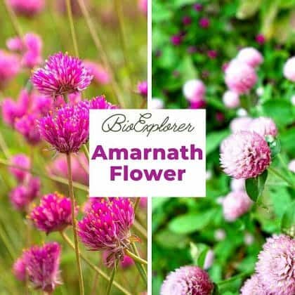 Amarnath Flower | Tassel Flower | Cosmopolitan Plant | BioExplorer.net