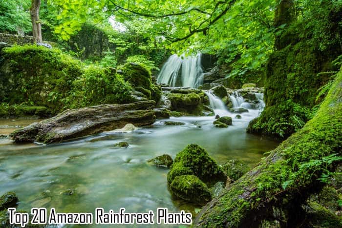 amazon rainforest animals and plants