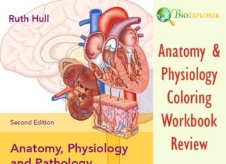Best Anatomy and Physiology Coloring Workbook Review