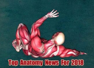 Top Anatomy News in 2018