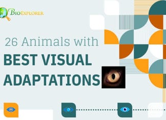 Animals With Best Eyesight