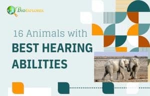 Top 16 Animals with the Best Hearing | BioExplorer.net