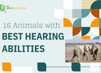Animals with the Best Hearing