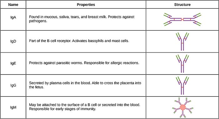 Antibody Classification