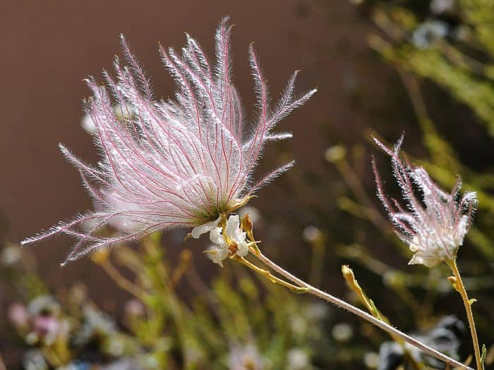 Apache Plume Desert Flower