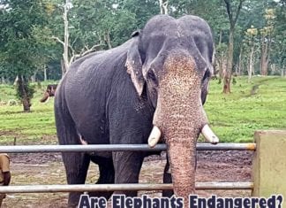 Are Elephants Endangered?