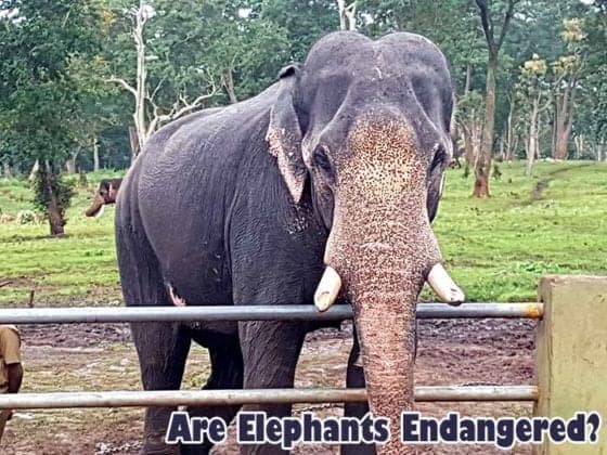 Are Elephants Endangered? | Why Are Elephants Important?