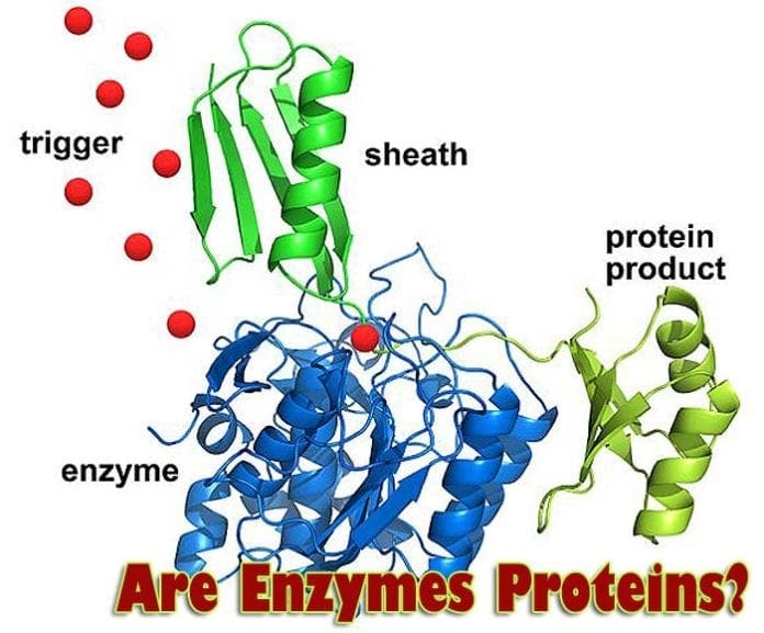 Are Enzymes Proteins?
