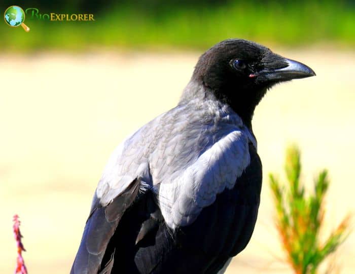 are hooded crows common?