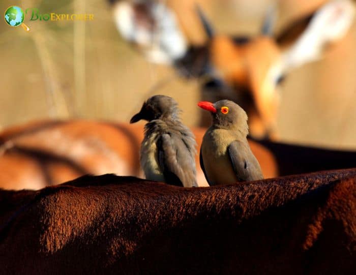 are red-billed oxpeckers endangered?