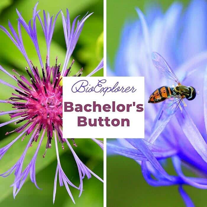 Bachelors Button Flower